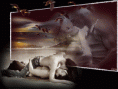 /album/fotogaleria/a2443642277-1-gif/